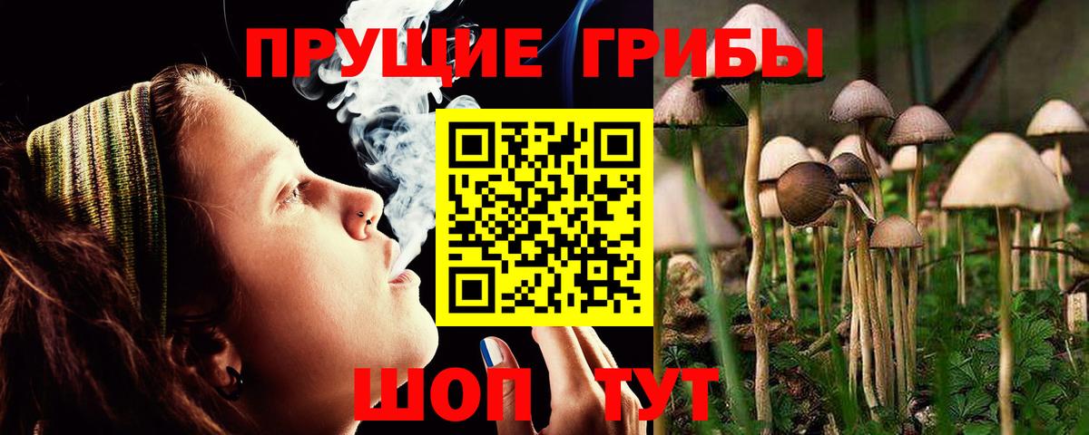 Псилоцибиновые грибы Psilocybine cubensis Донской